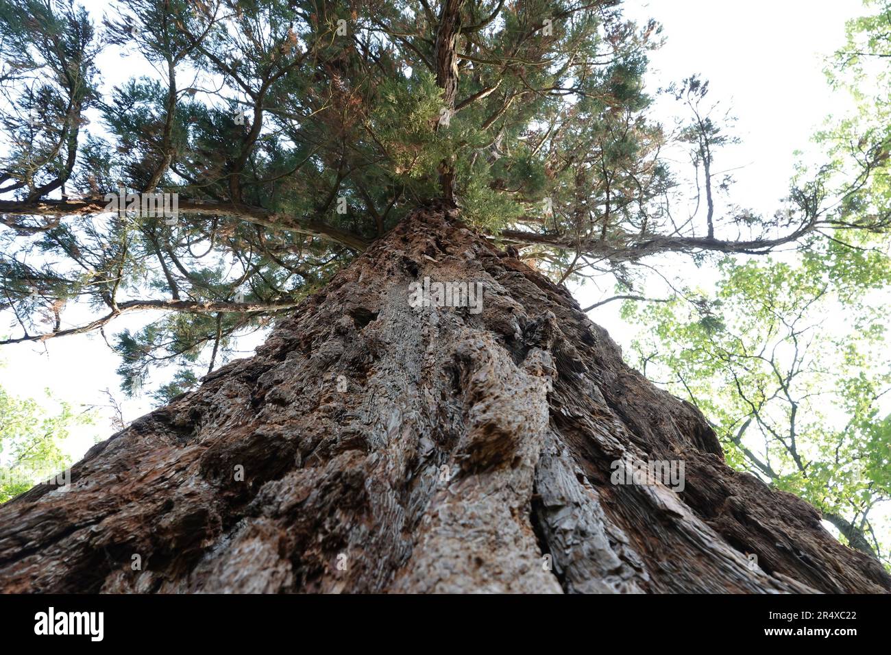 Primo piano naturale su un gigante Sequoia , Sequoiadendron giganteum a Beaune, Francia Foto Stock