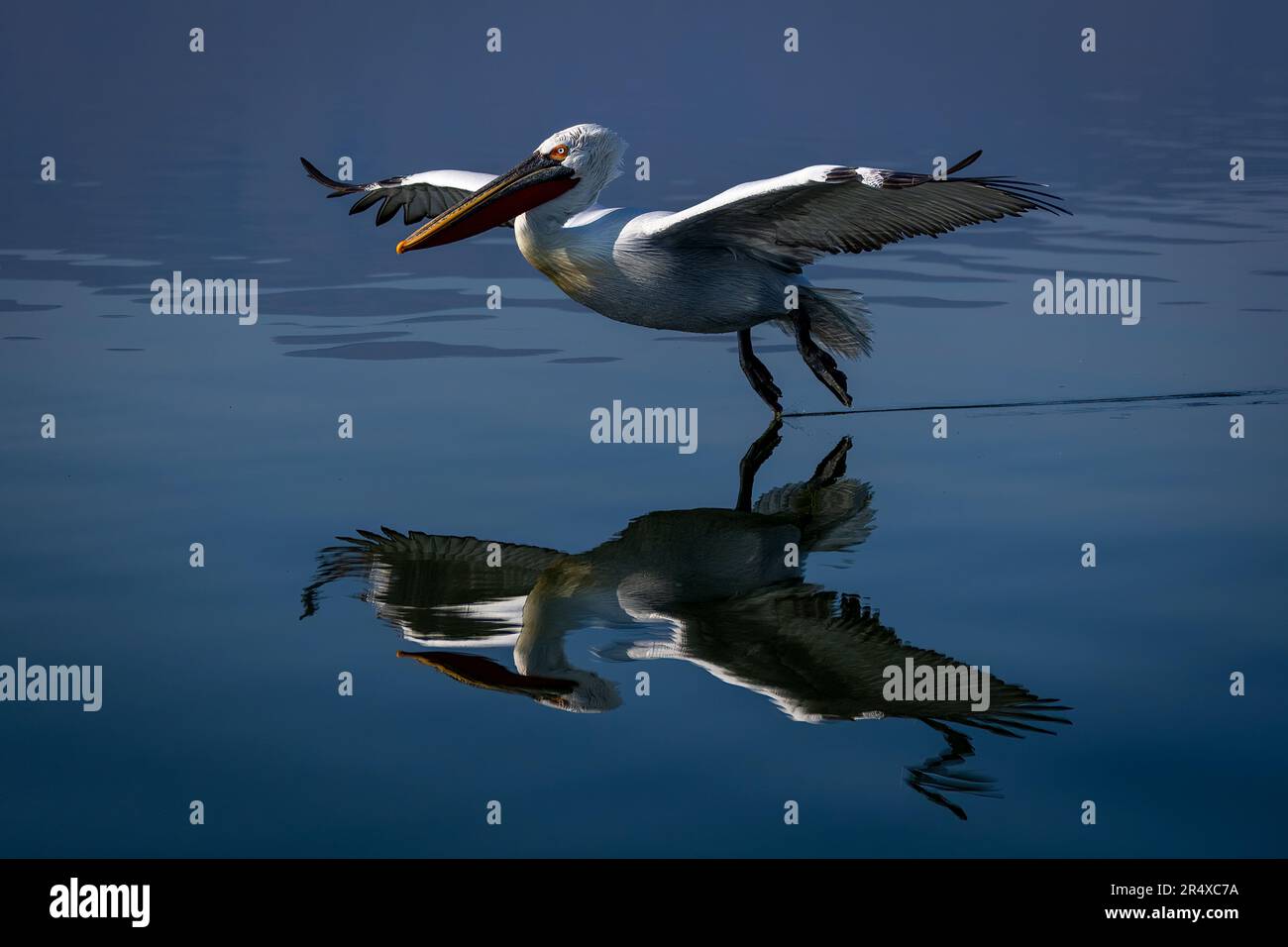 Il pellicano dalmata (Pelecanus crispus) vola sul lago a piedi; Macedonia centrale, Grecia Foto Stock
