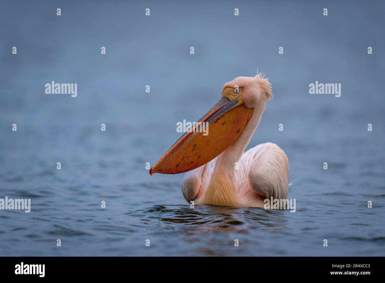 Il grande pellicano bianco (Pelecanus onocrotalus) gira verso il lago; Macedonia centrale, Grecia Foto Stock