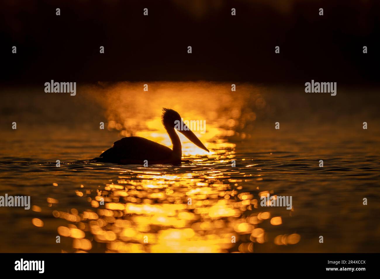 Il pellicano dalmata (Pelecanus crispus) galleggia sull'acqua stagliata all'alba; Macedonia centrale, Grecia Foto Stock