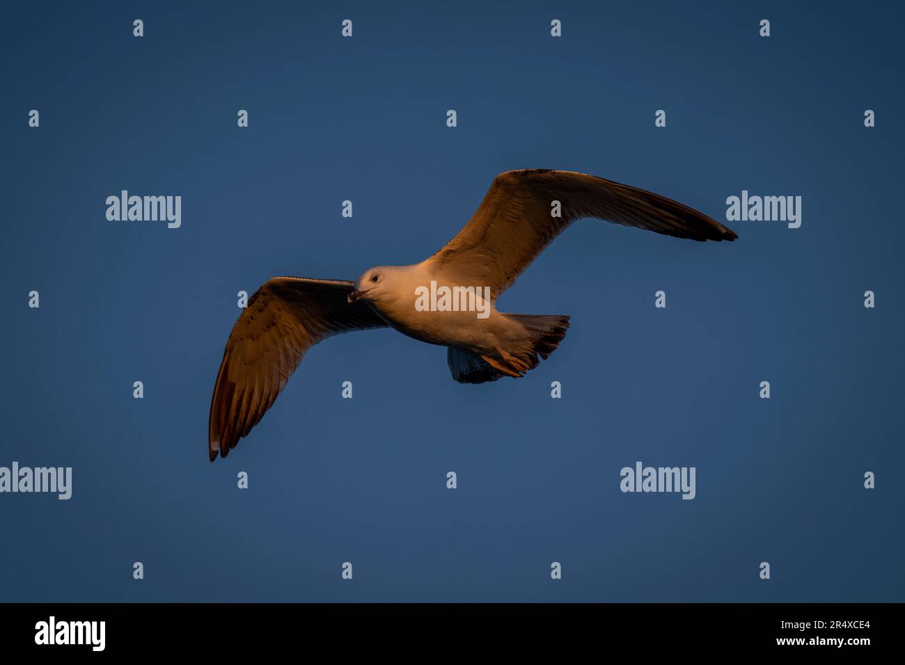 Gabbiano con le gambe gialle (Larus michahellis) che scivola nel cielo azzurro; Macedonia centrale, Grecia Foto Stock