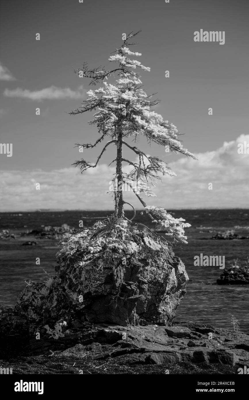 Infrarossi di un albero che cresce da una roccia lungo il lago superiore; Thunder Bay, Ontario, Canada Foto Stock