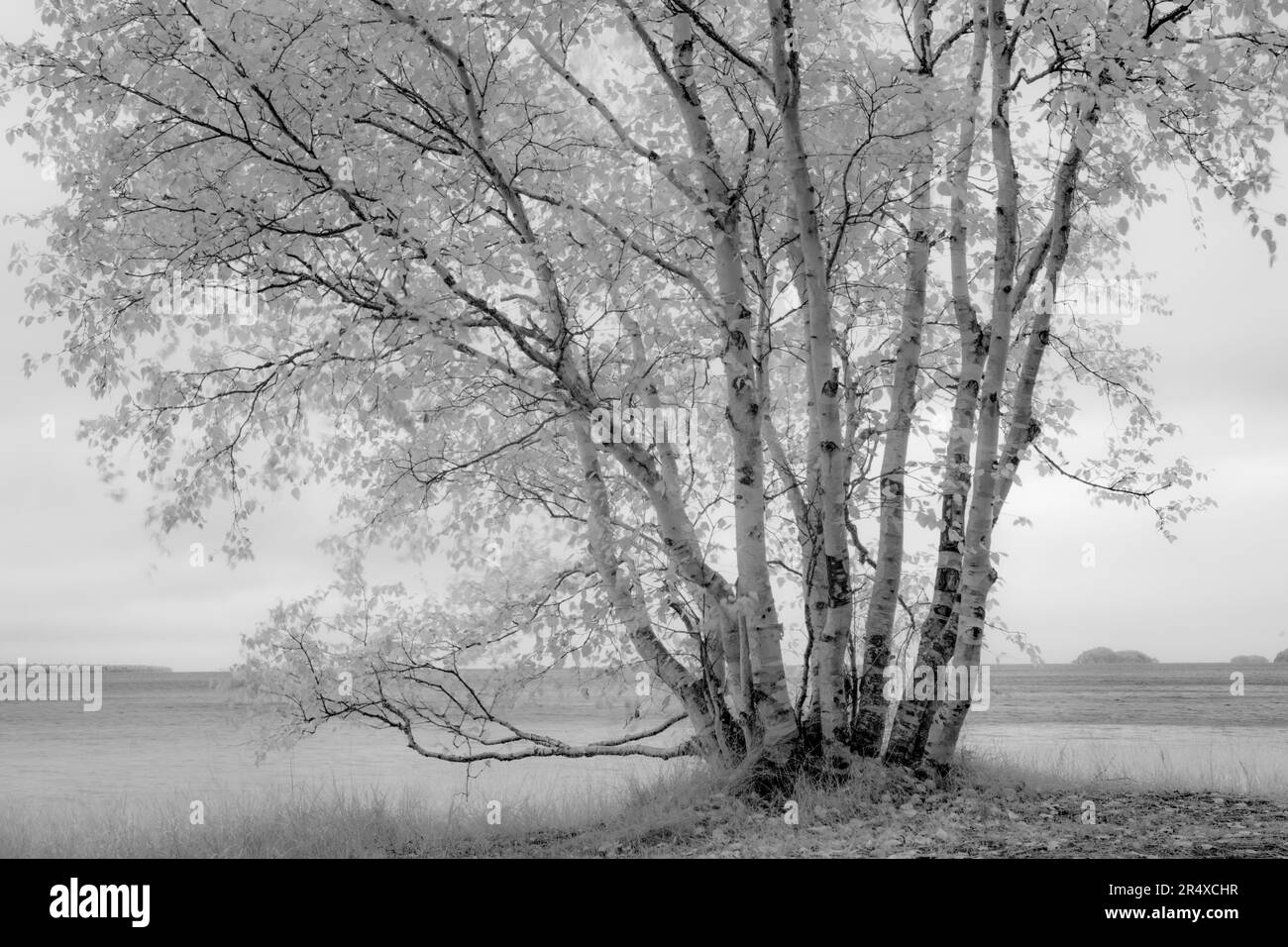 Immagine in bianco e nero di un albero che cresce lungo la riva del lago superiore a infrarossi; Thunder Bay, Ontario, Canada Foto Stock