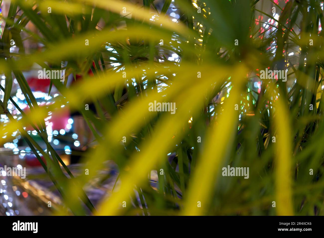 Primo piano sfocato delle foglie di palma su sfondo notturno. Foto Stock