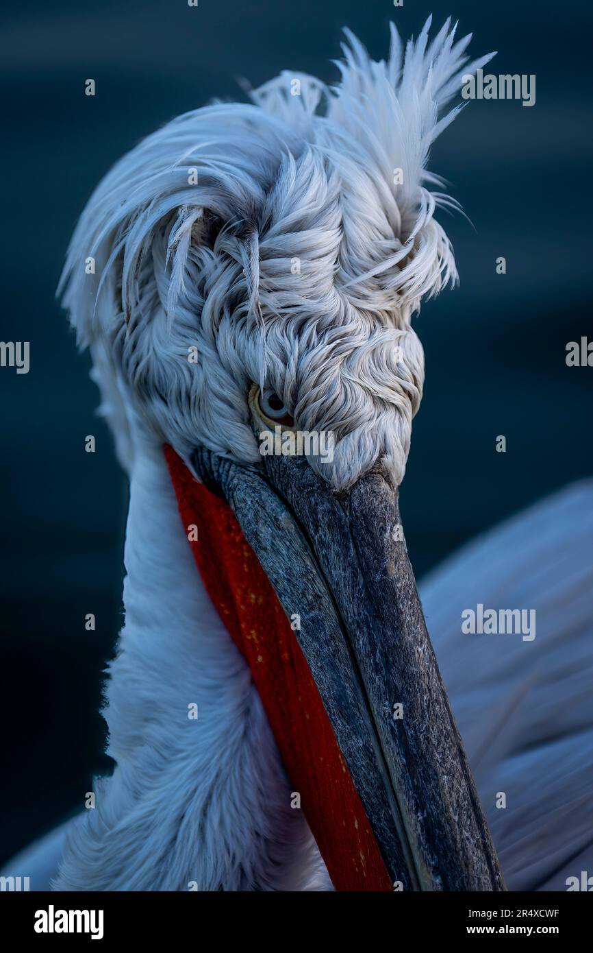 Primo piano della testa di un pellicano dalmata (Pelecanus crispus); Macedonia centrale, Grecia Foto Stock