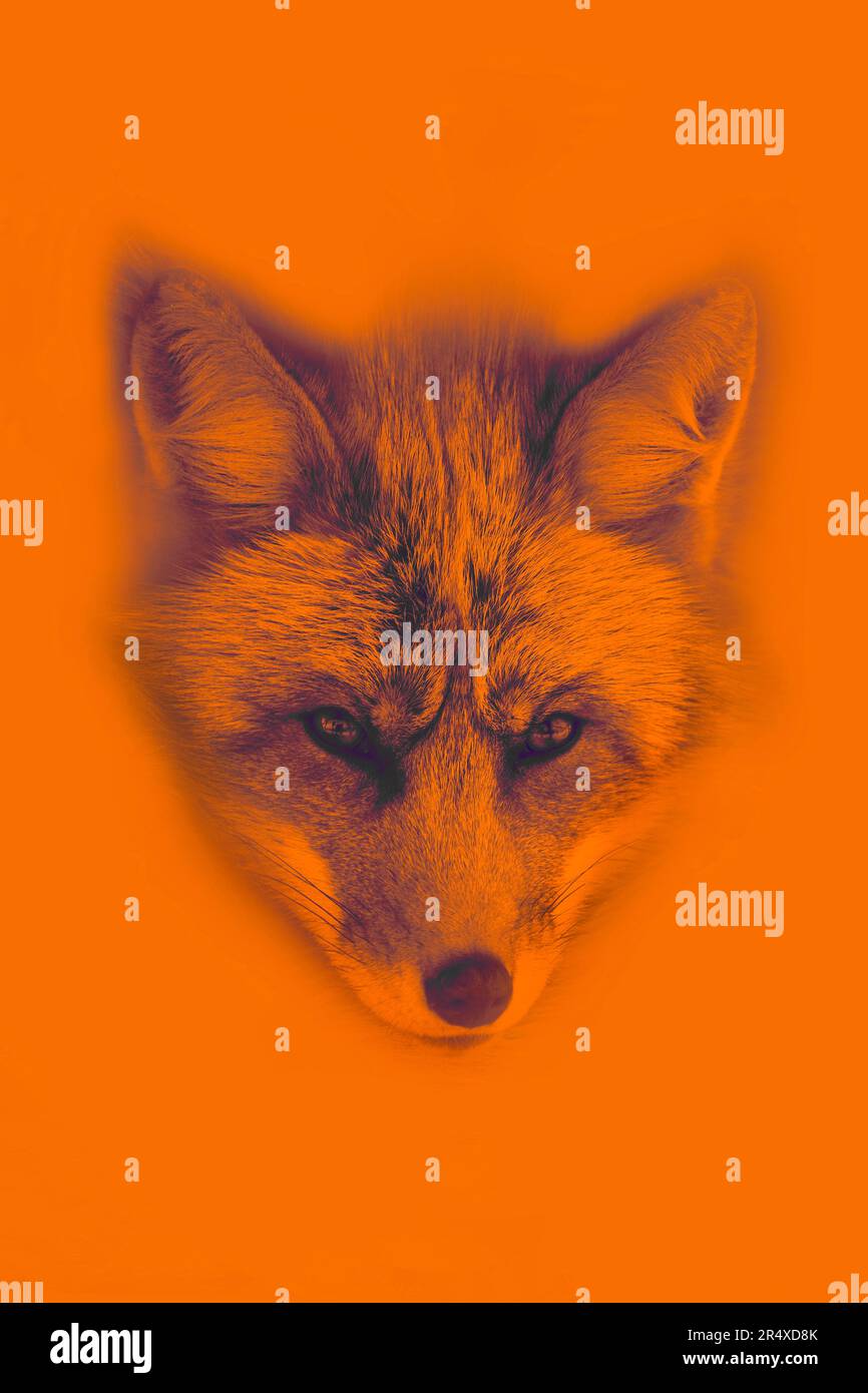 Illustrazione di una volpe rossa (Vulpes vulpes) su sfondo arancione; illustrazione Foto Stock