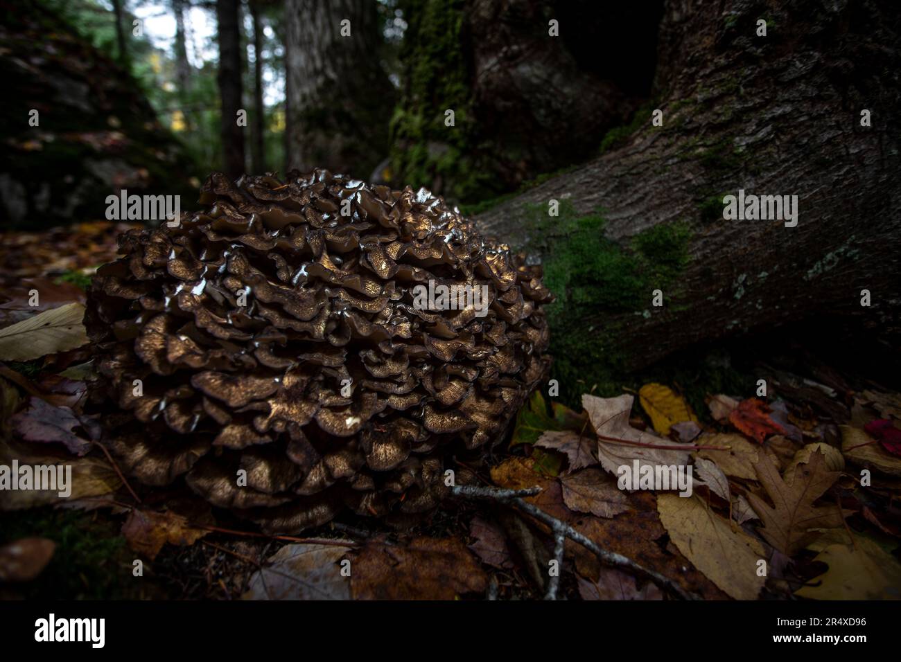 Fungo Hen-of-the-Woods Maitake (Grifola frondosa) sul fondo della foresta; Digby County, nuova Scozia, Canada Foto Stock