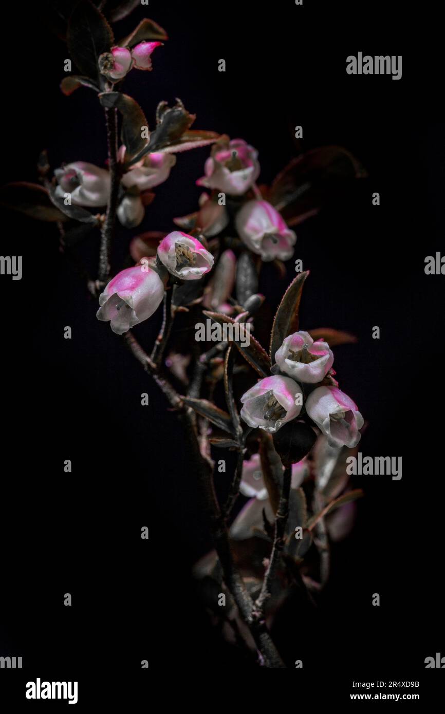 Pianta selvatica con fiori di campana in fiore su sfondo nero; Digby, nuova Scozia, Canada Foto Stock