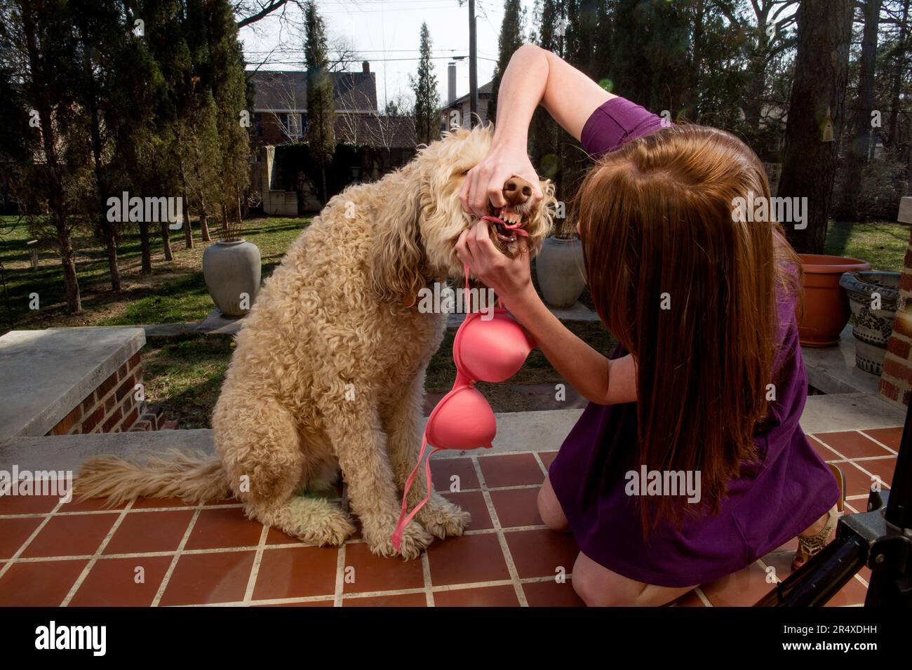 La giovane donna recupera la sua biancheria intima dal suo cane; Lincoln, Nebraska, Stati Uniti d'America Foto Stock