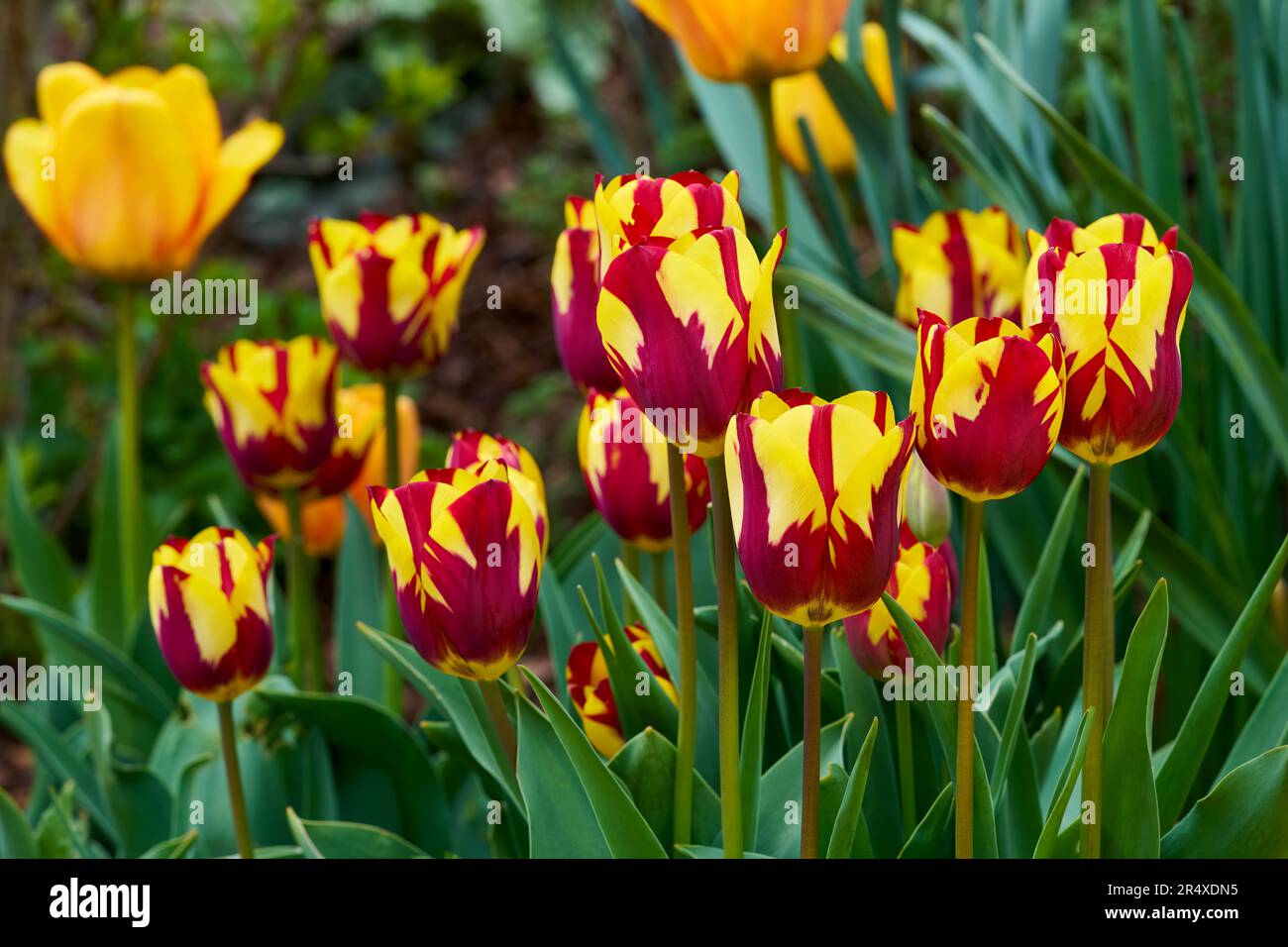 Tulipani rossi gialli con motivo a fiamma in un letto di fiori Foto Stock