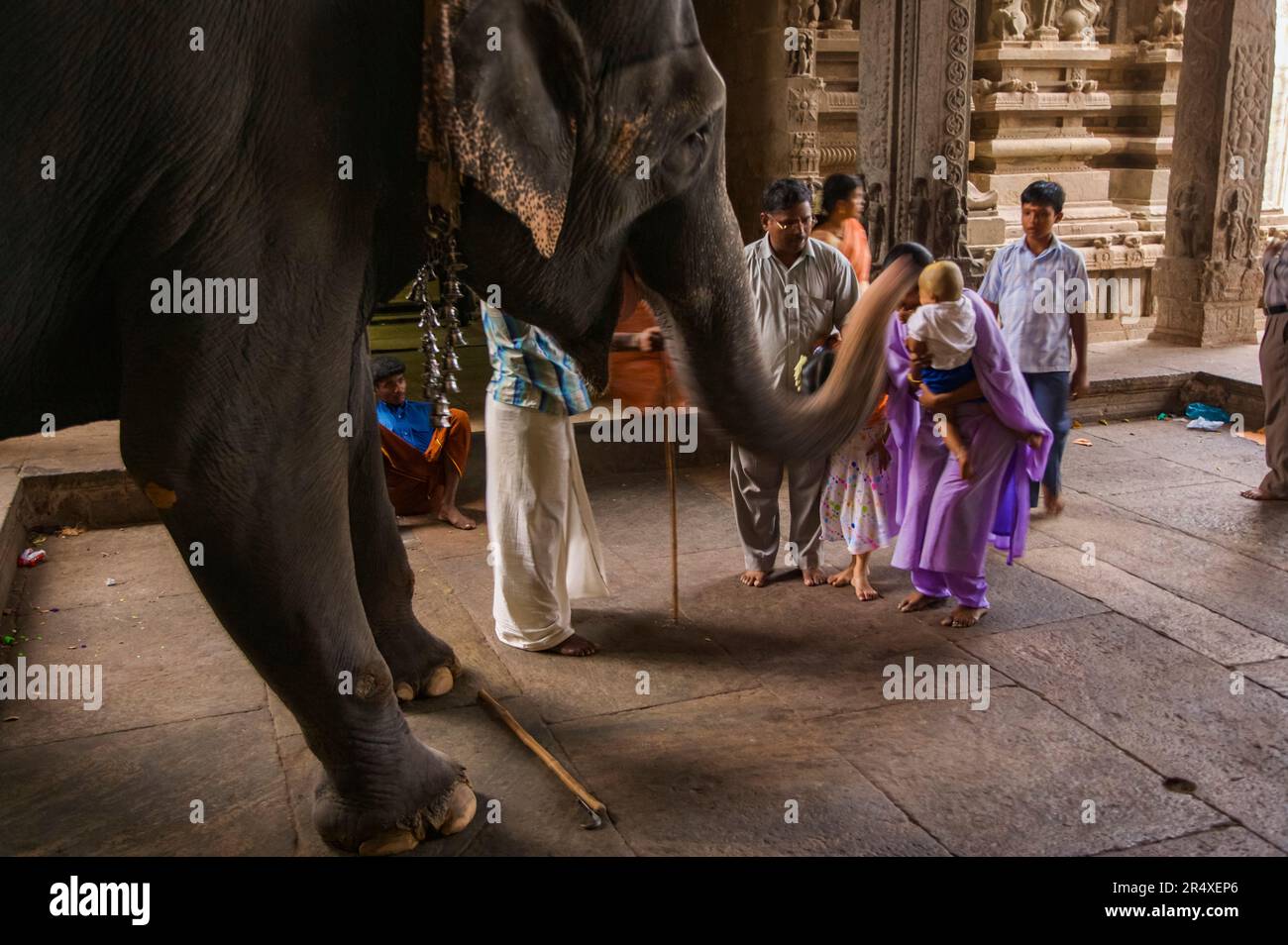 Un elefante dona benedizioni ai visitatori del tempio di Meenakshi; Madurai, Tamil Nadu, India Foto Stock