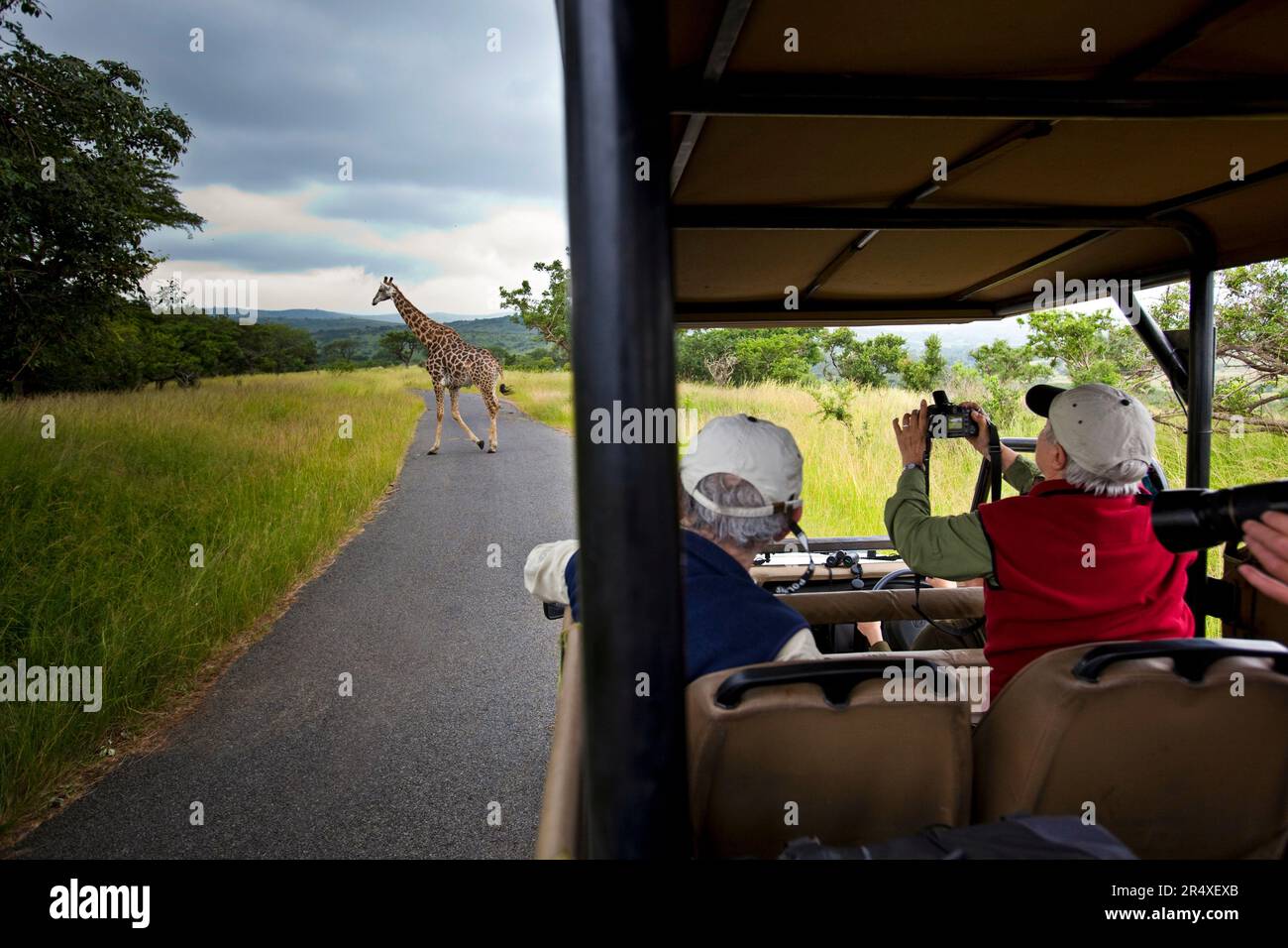 I turisti fotografano una giraffa dalla sicurezza del loro veicolo nel Parco Hluhluwe-Imfolozi, Sud Afric; Sud Africa Foto Stock