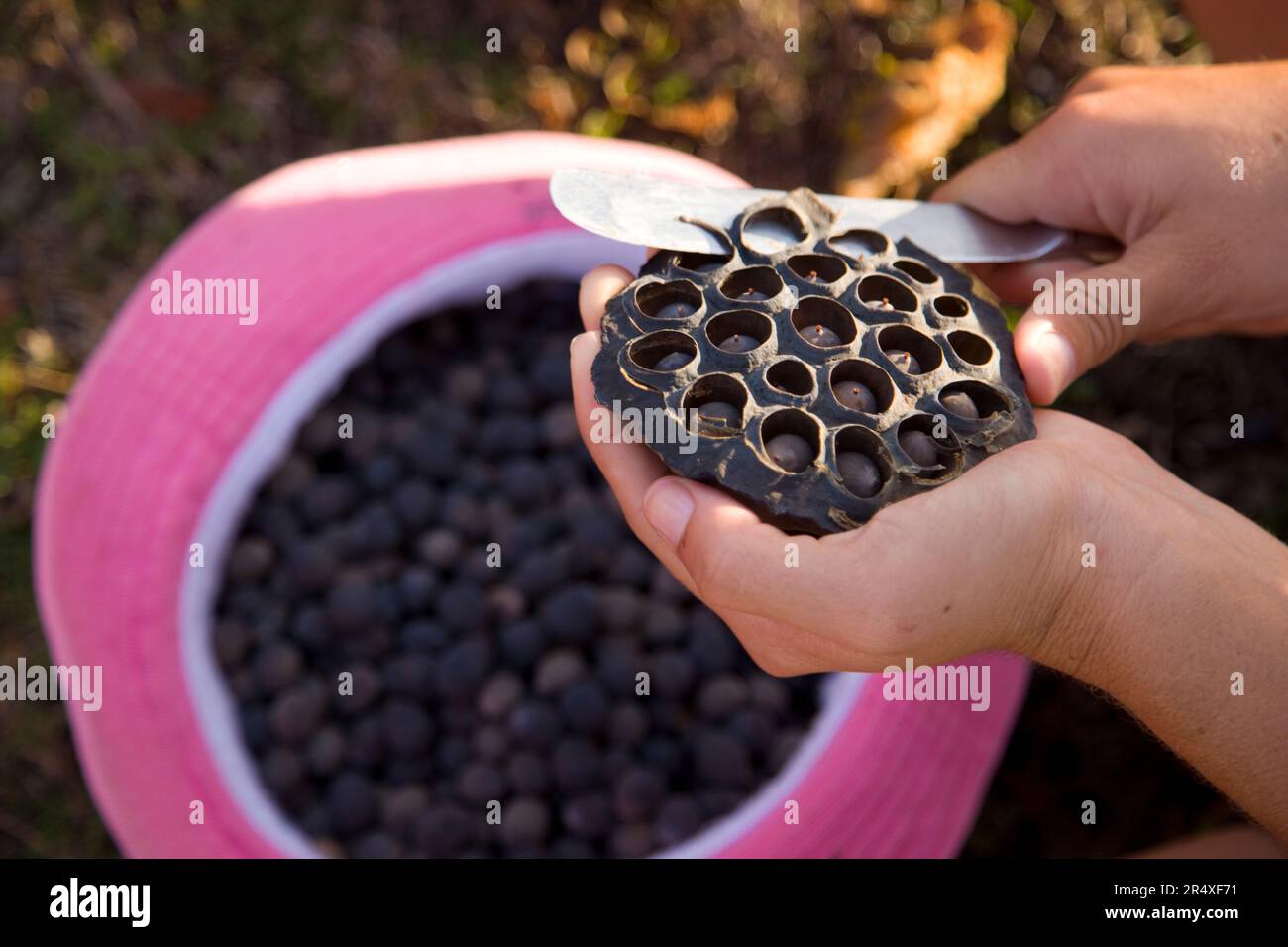 I fiori di loto americani carichi di semi sono facili da propagare; Giamaica, Indie occidentali Foto Stock