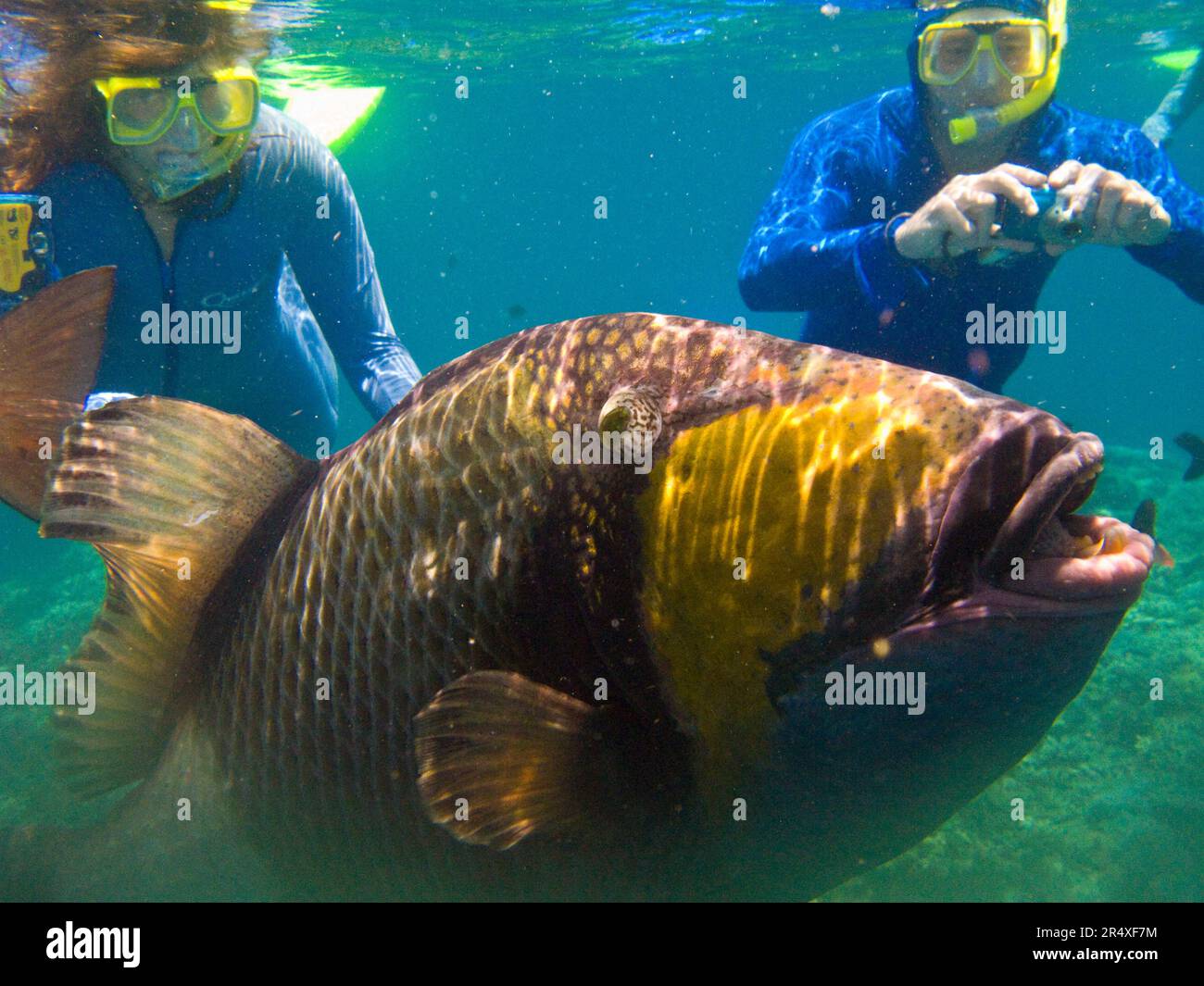 Due amanti dello snorkeling osservano un grande pesce tropicale nella grande Barriera Corallina; Australia Foto Stock
