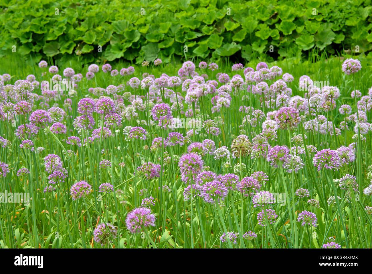 La foto è stata scattata in un parco pubblico in Ucraina. Nella foto, le infiorescenze sferiche di una cipolla decorativa sono viola chiaro. Foto Stock