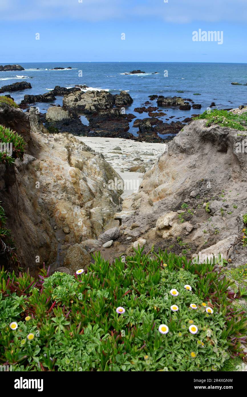 Coast, Pacific Grove Marine Gardens, Monterey Bay National Marine Sanctuary, Monterey Bay, Monterey, Monterey County, California, Stati Uniti, Nord America Foto Stock