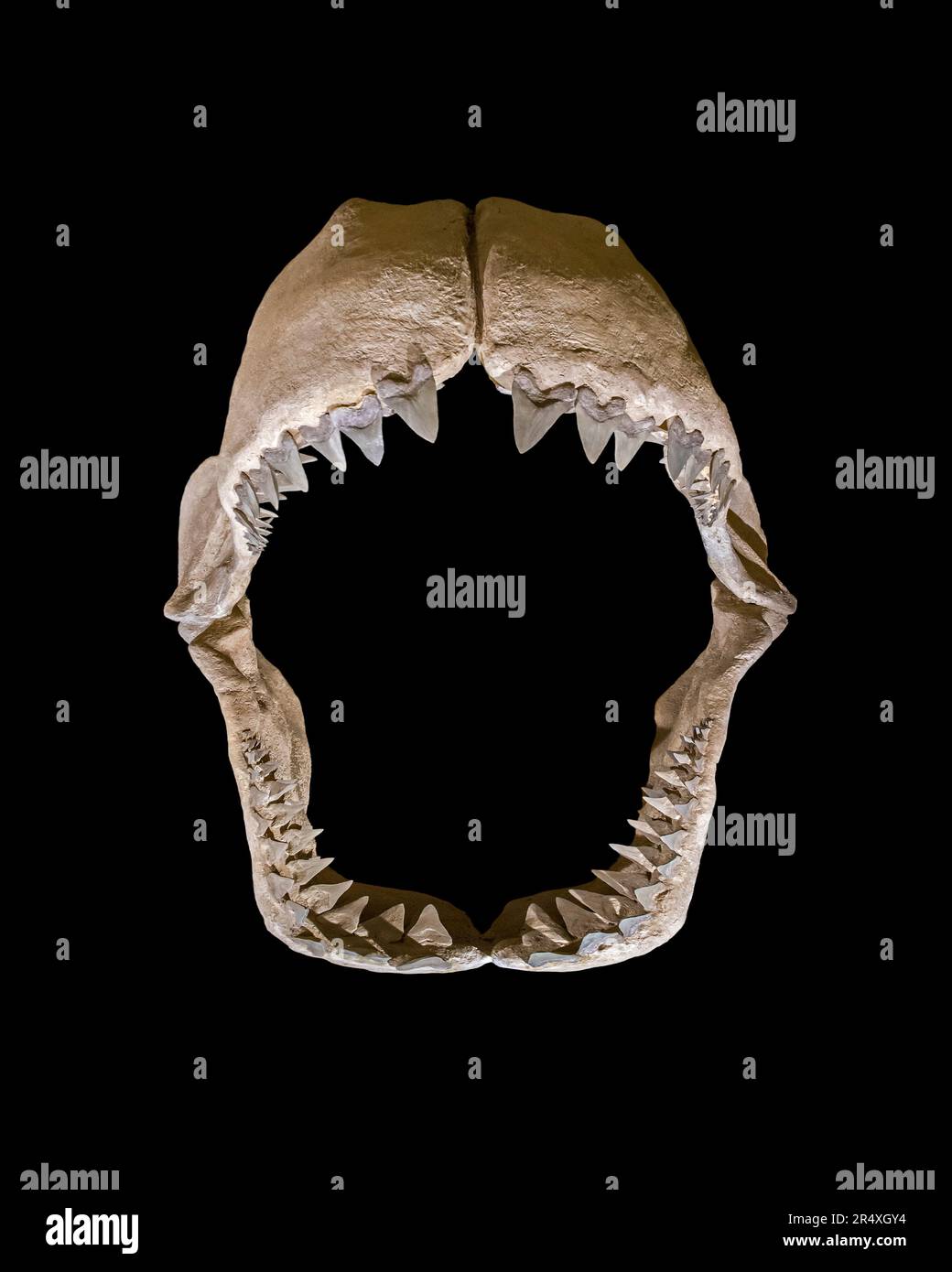 Megalodon di Otodus, specie estinta di squalo di sgombro preistorico, replica di mascelle che mostrano denti enormi su sfondo nero Foto Stock