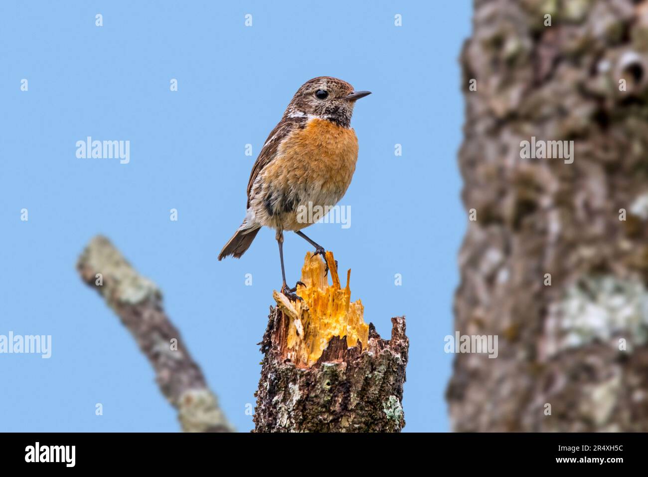 European stonechat (Saxicola rubicola / Motacilla rubicola) arroccato su un ceppo in primavera Foto Stock