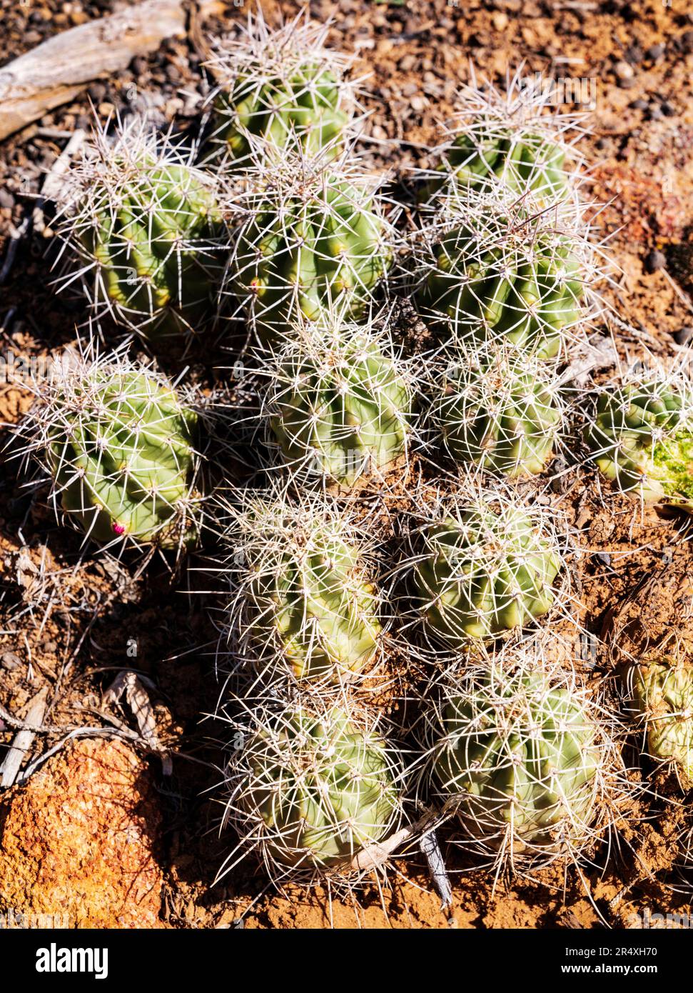 Cactus comune di Beehive; Escobaria vivipara; sentiero della foresta pietrificata; parco statale della foresta pietrificata di Escalante; Escalante; Utah; USA Foto Stock