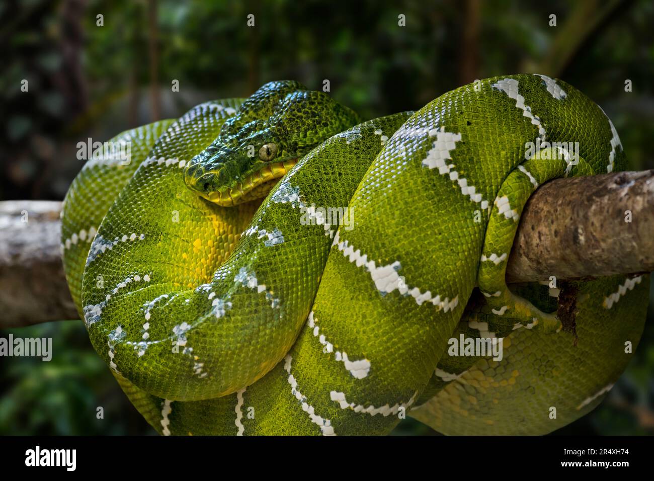 Il boa dell'albero di Smeraldo (Corallus caninus) si accoccolò in un albero, specie di serpente tropicale non velenose originarie delle foreste pluviali del Sud America Foto Stock