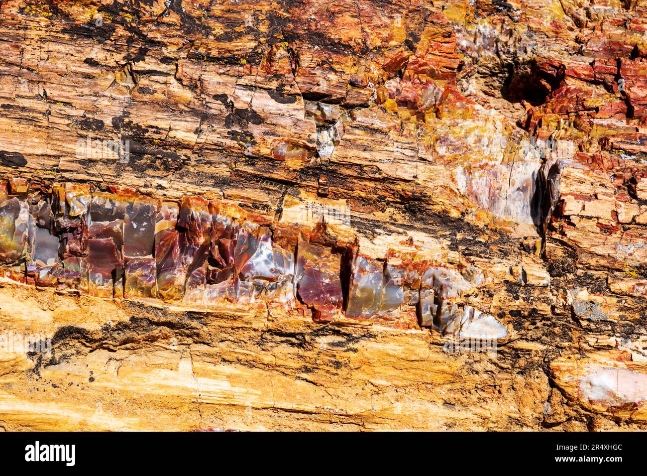 Albero pietrificato raro e colorato; sentiero della foresta pietrificata; parco statale della foresta pietrificata di Escalante; Escalante; Utah; USA Foto Stock