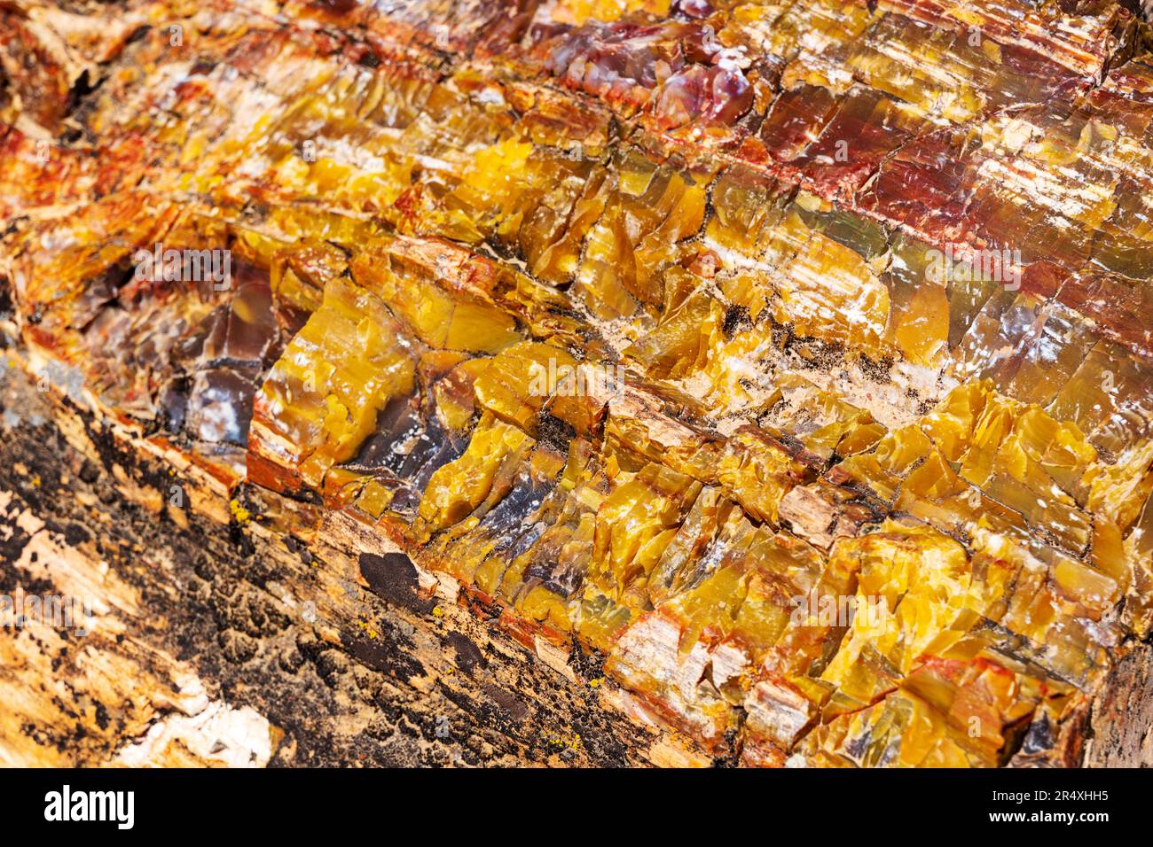 Albero pietrificato raro e colorato; sentiero della foresta pietrificata; parco statale della foresta pietrificata di Escalante; Escalante; Utah; USA Foto Stock