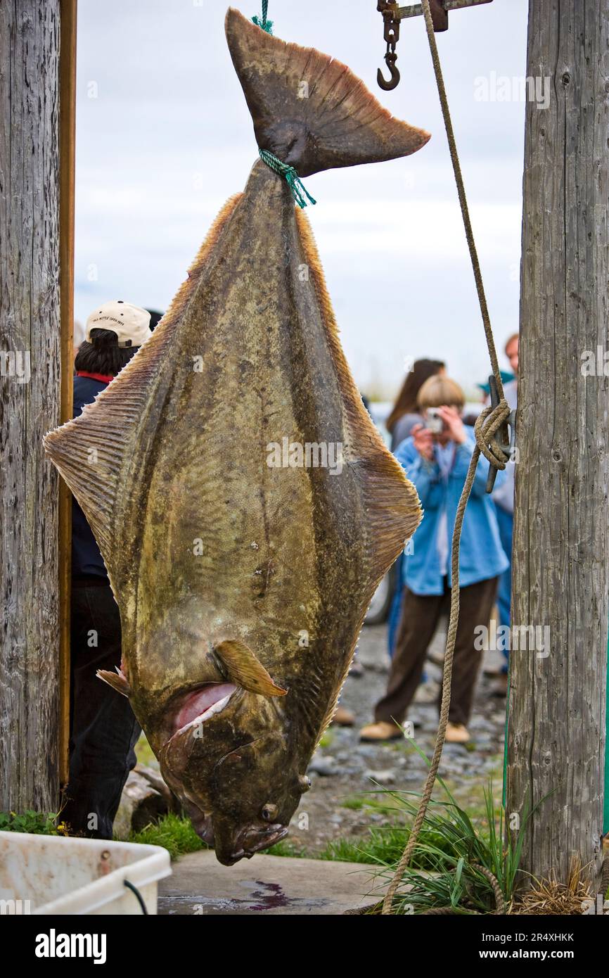 Ippoglosso appena pescato appeso sulla penisola di Kenai; Homer Spit, Homer, Alaska, Stati Uniti d'America Foto Stock