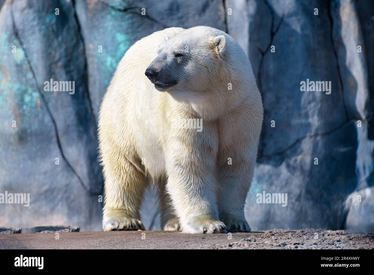 Animale dell'orso polare Foto Stock