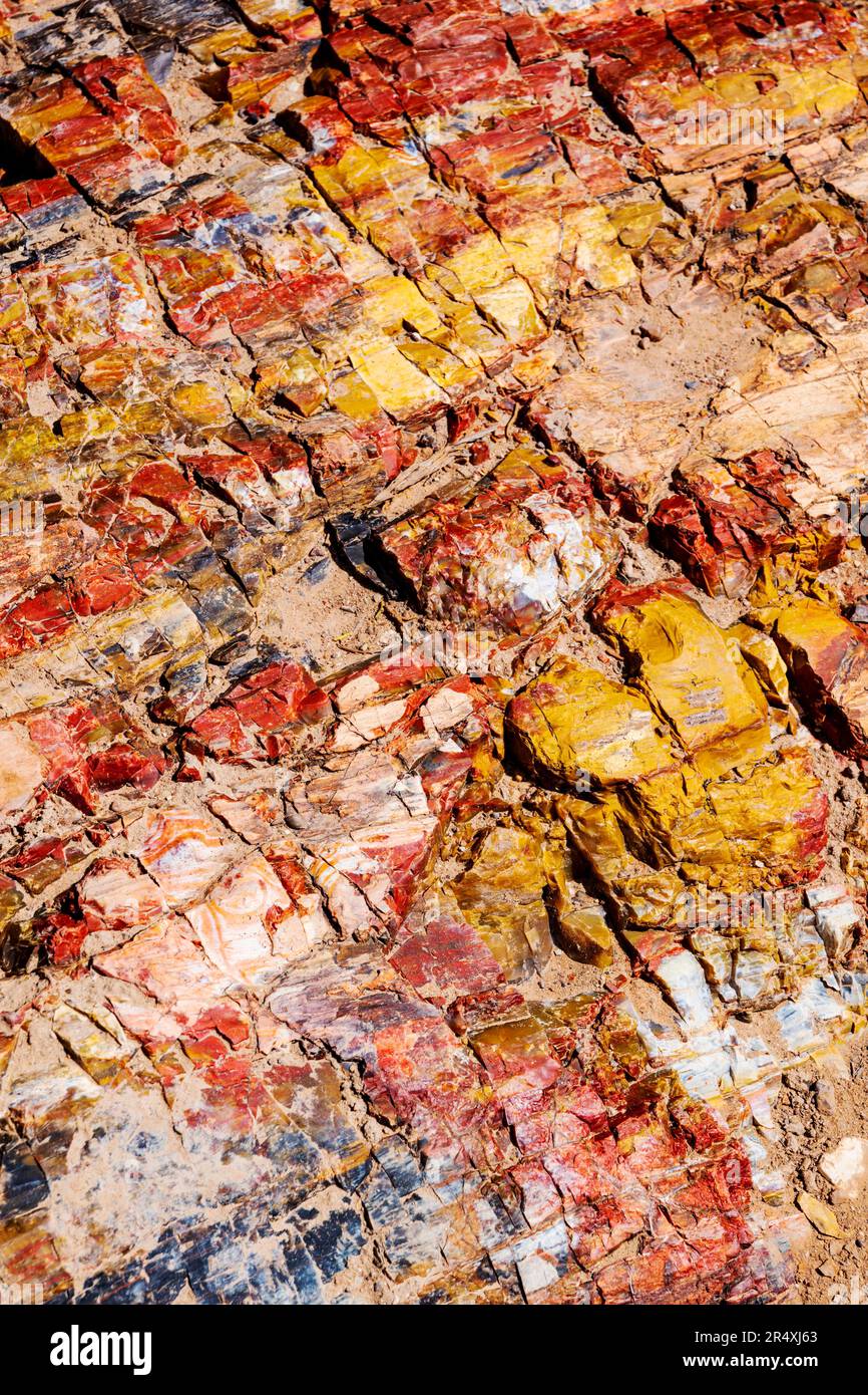 Albero pietrificato raro e colorato; sentiero della foresta pietrificata; parco statale della foresta pietrificata di Escalante; Escalante; Utah; USA Foto Stock