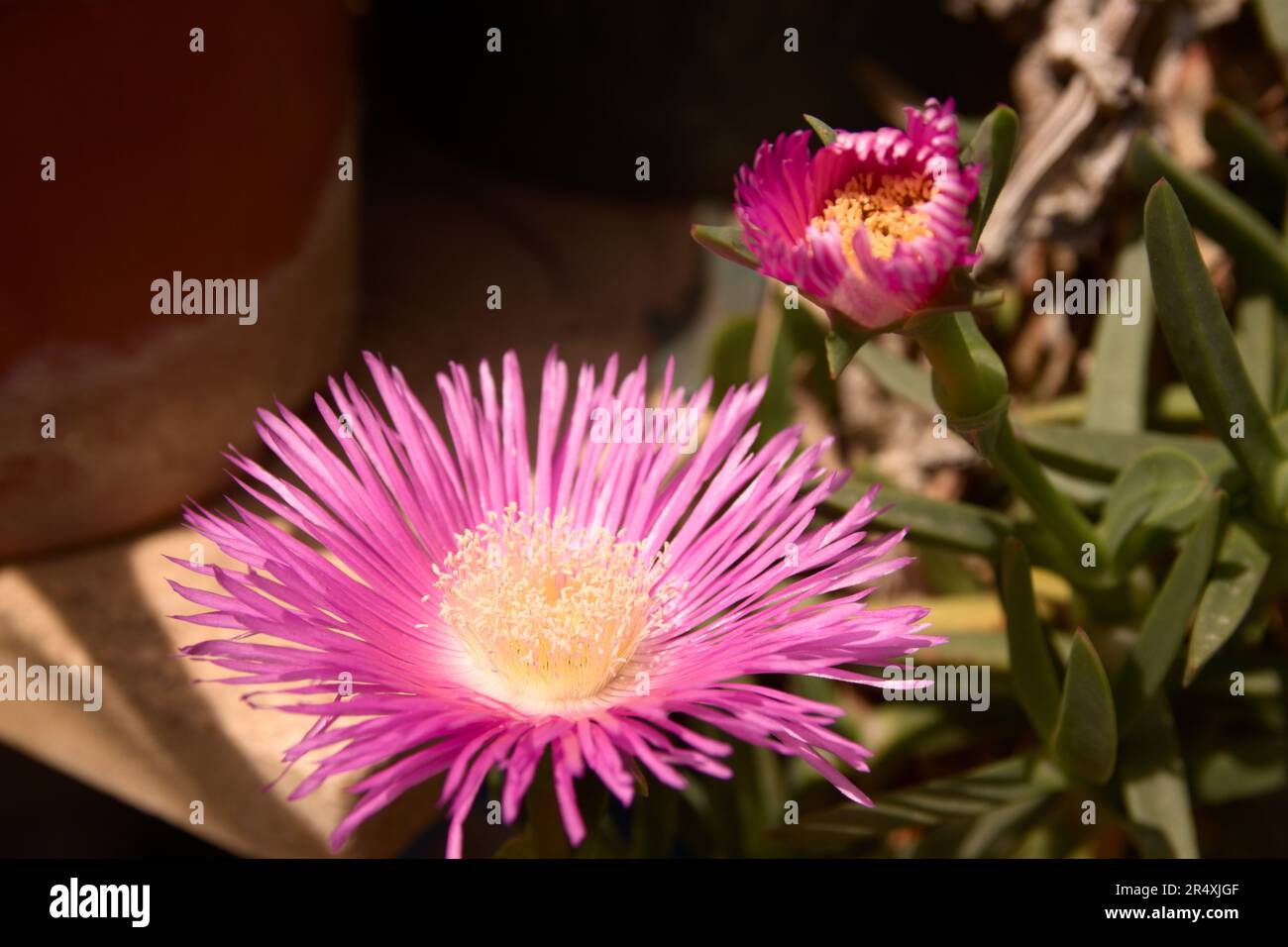 Due fiori della pianta succulenta conosciuta come artiglio di gatto o pianta di ghiaccio di origine sudafricana su una terrazza Foto Stock