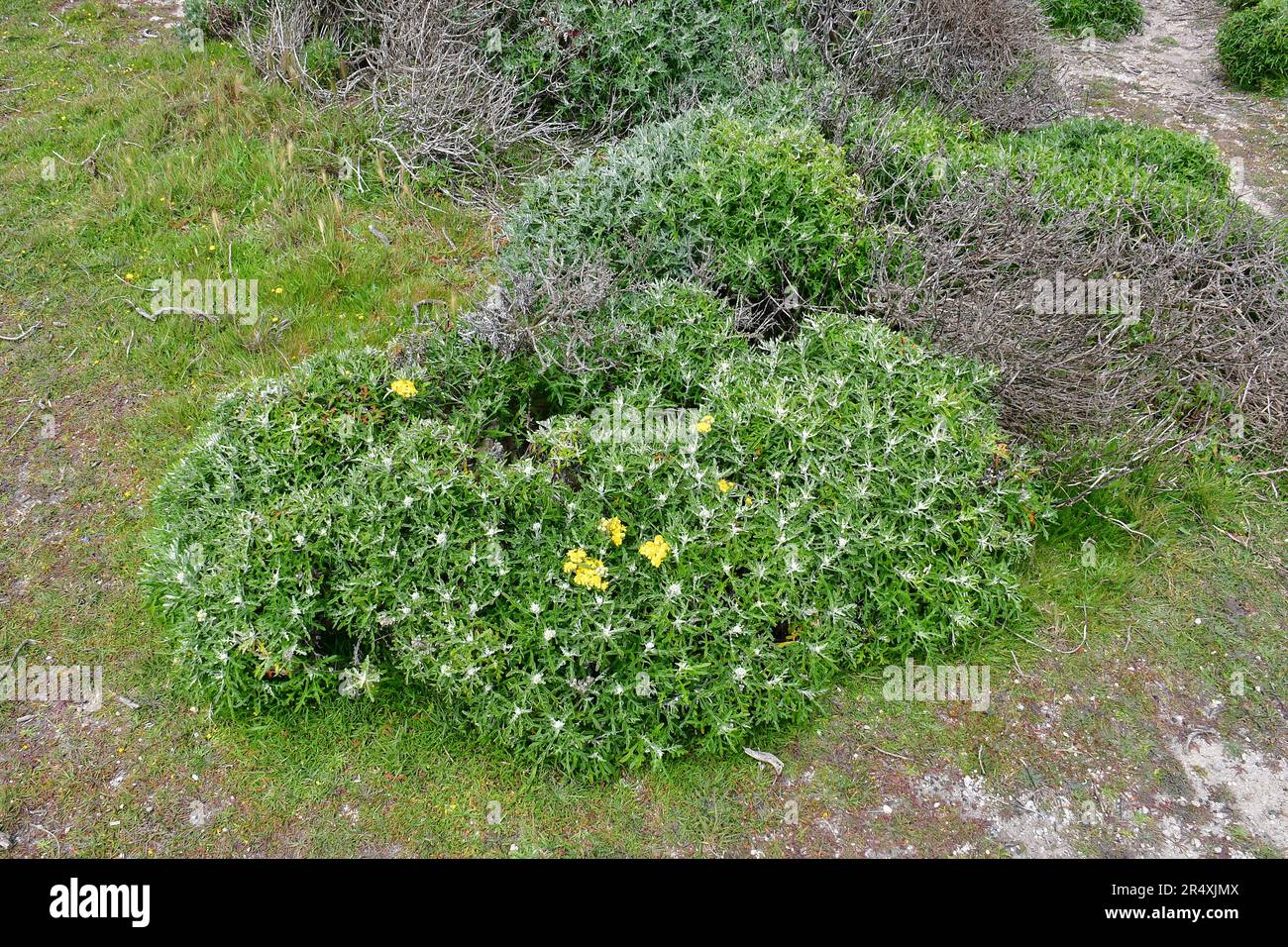 Girasole di lana di mare, Eriophyllum staechadifolium, Monterey, Contea di Monterey, California, Stati Uniti, Nord America Foto Stock