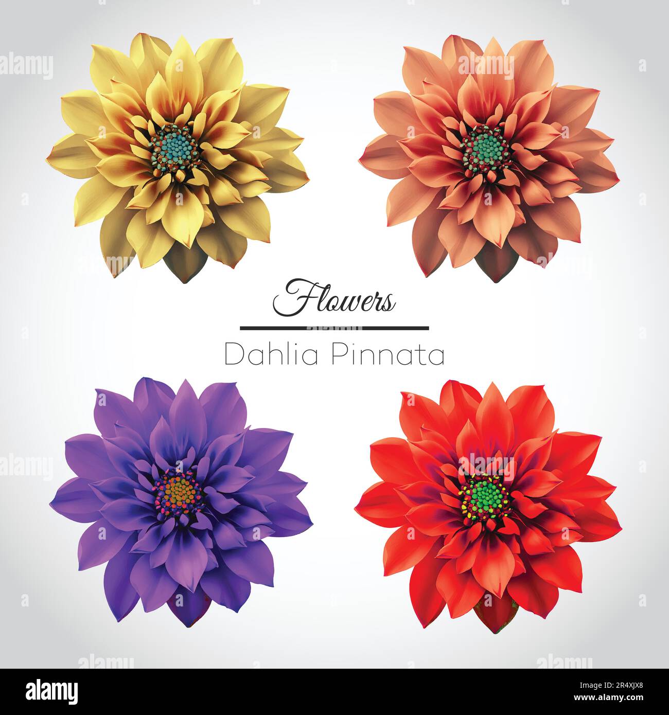 Dahlia Pinnata Fiore Vector Set. Giallo, rosa, viola e fiore rosso. Illustrazione Vettoriale