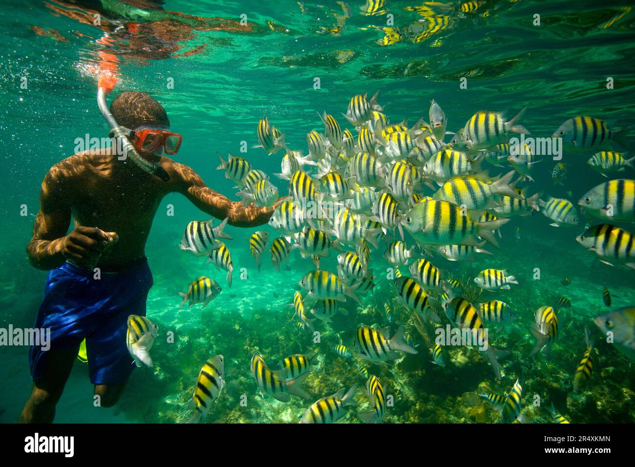 Snorkeling turistico tra i pesci sergenti maggiori (Abudefduf saxatilis); Long Bay, Giamaica Foto Stock