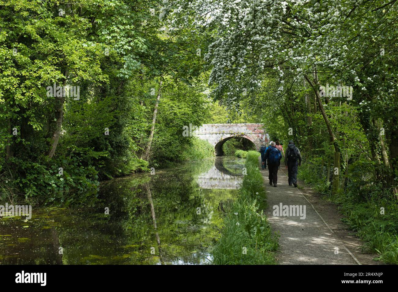 Montgomery Canal a sud di Welshpool Foto Stock