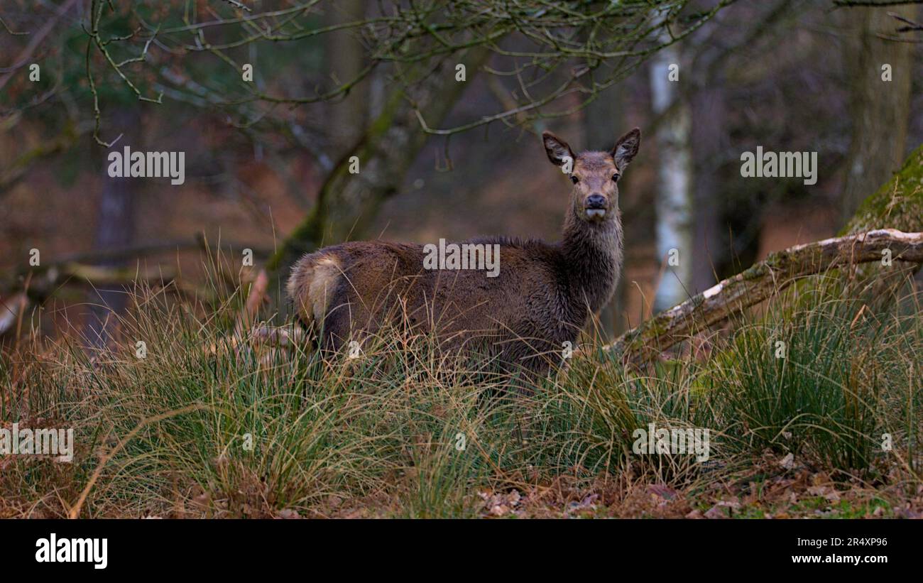 Un cervo rosso femmina (la cotenna) catturato in un bosco del Derbyshire che si presenta faccia a faccia. Foto Stock