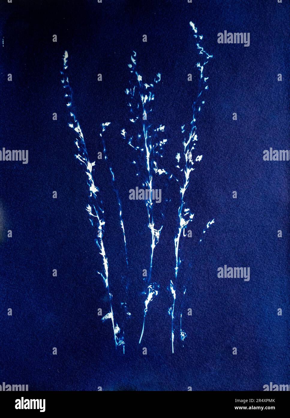 Salvia Verbenaca, pianta di salvia selvatica cianotipo botanico, Prussian Blue astratto. Foto Stock