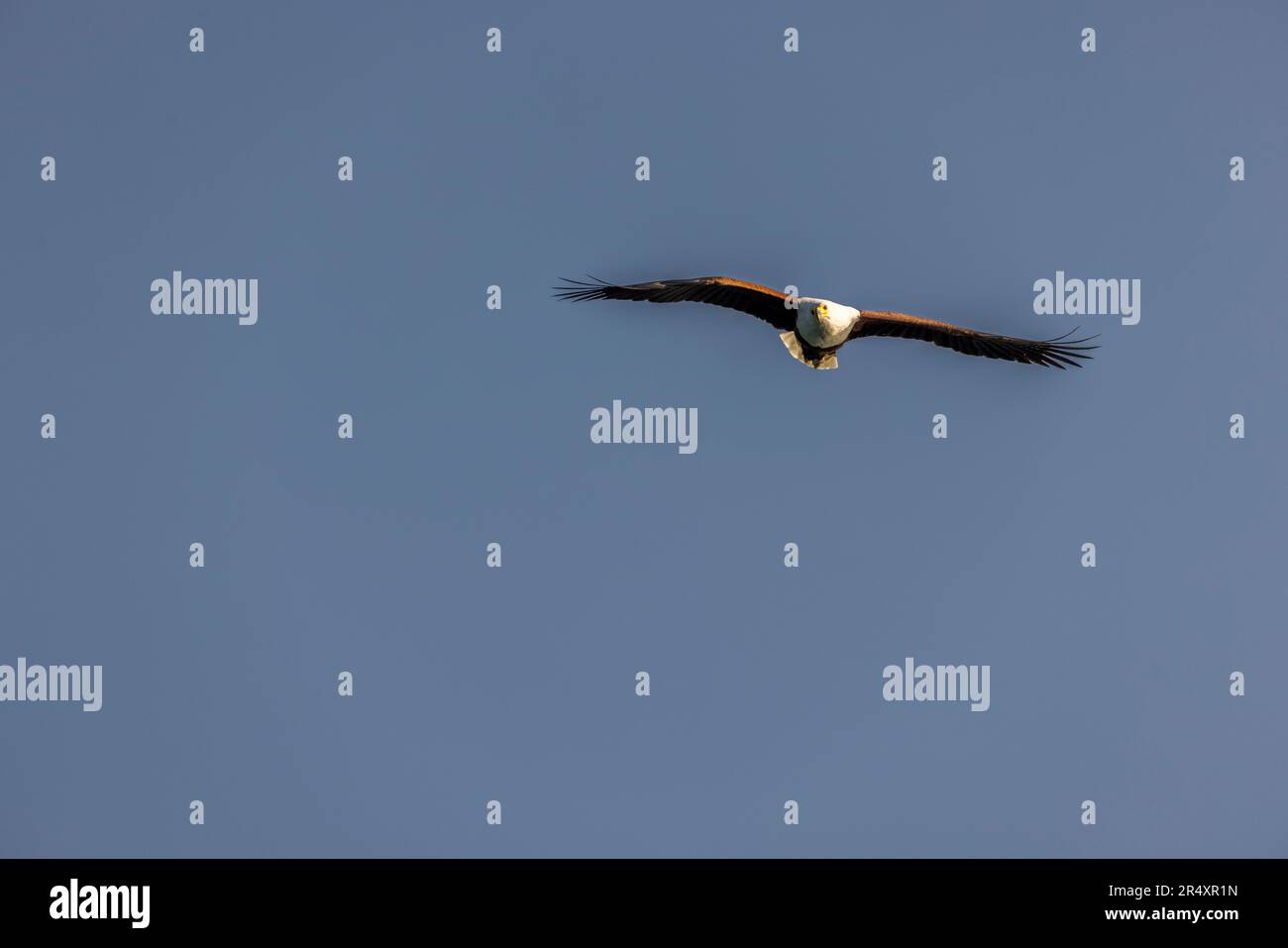 Un aquila pescatrice africana si tuffa con gli artigli estesi verso la superficie del Lago Malawi a Chembe, Cape Maclear, Parco Nazionale del Lago Malawi, Malawi. Foto Stock