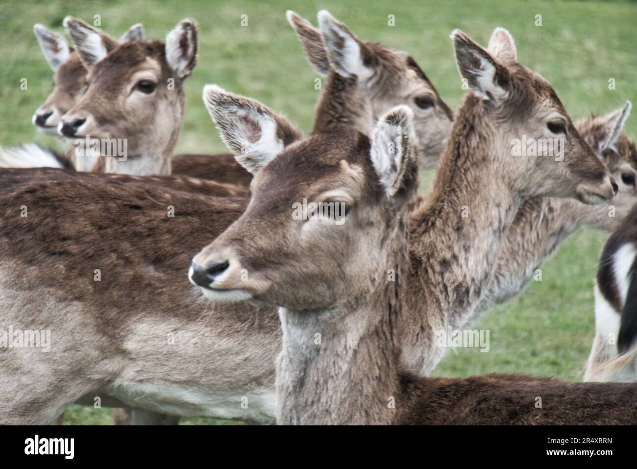 Alcuni daini vengono spavanati in autunno e in inverno Foto Stock