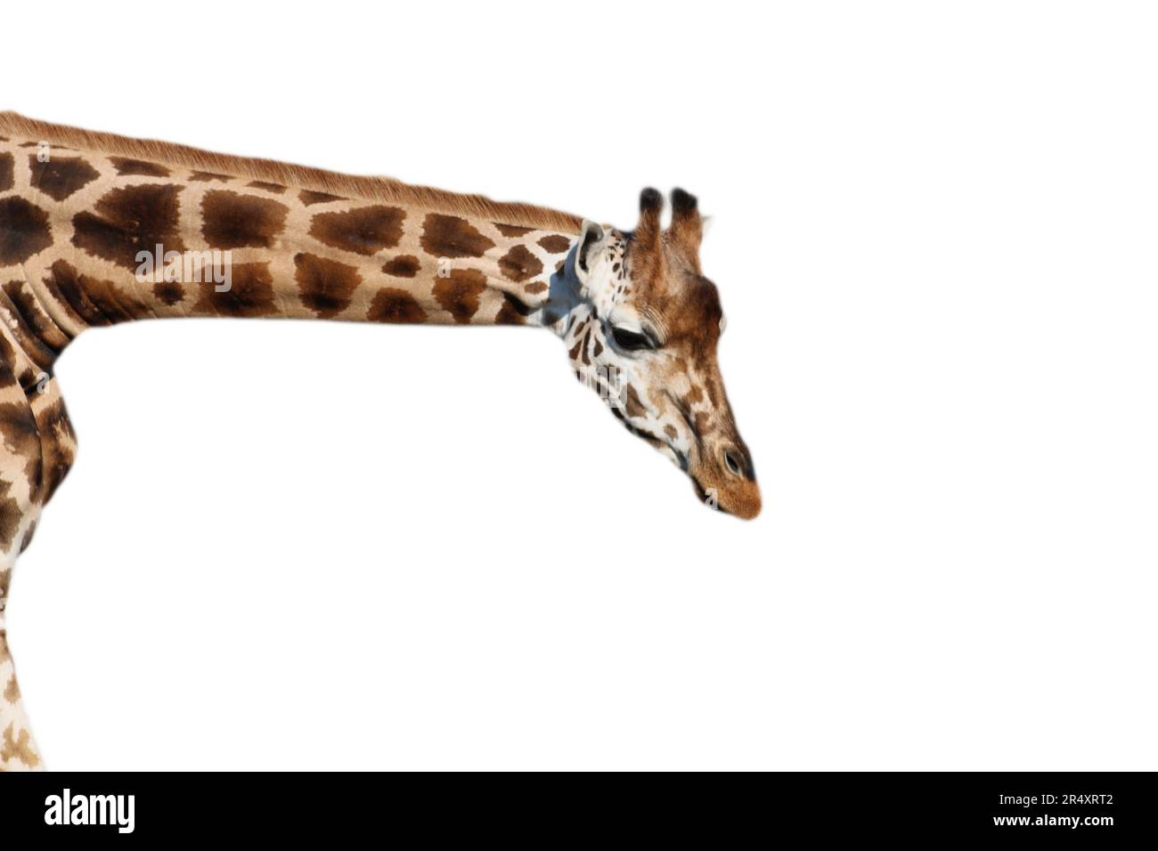 Il collo lungo della giraffa. L'animale si piega verso il basso per osservarlo. Foto Stock