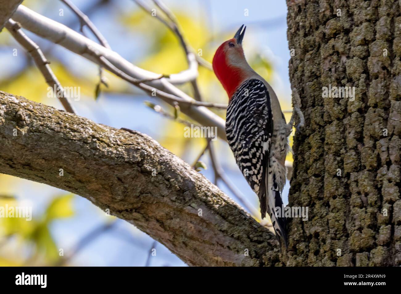 Picchio rosso-bellizzato che si aggirano su un albero nell'Ontario sud-occidentale, Canada. Foto Stock