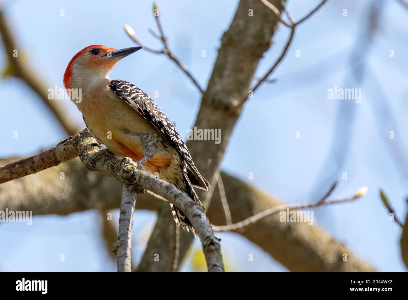 Picchio rosso-bellizzato che si aggirano su un albero nell'Ontario sud-occidentale, Canada. Foto Stock