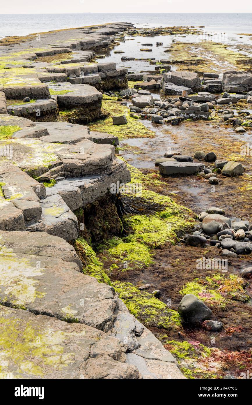 Le sporgenze calcaree a Kimmeridge Bay con la bassa marea ricoperta di alghe marine e alghe marine, Kimmeridge Bay, Dorset, Inghilterra, Regno Unito Foto Stock