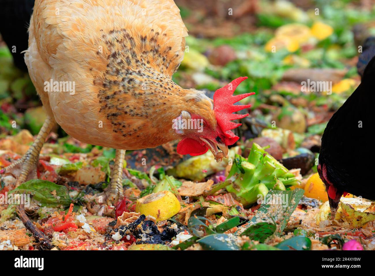 Una gallina rossa di pollo del New Hampshire che fora con scarti di cucina e spreco di cibo. Foto Stock