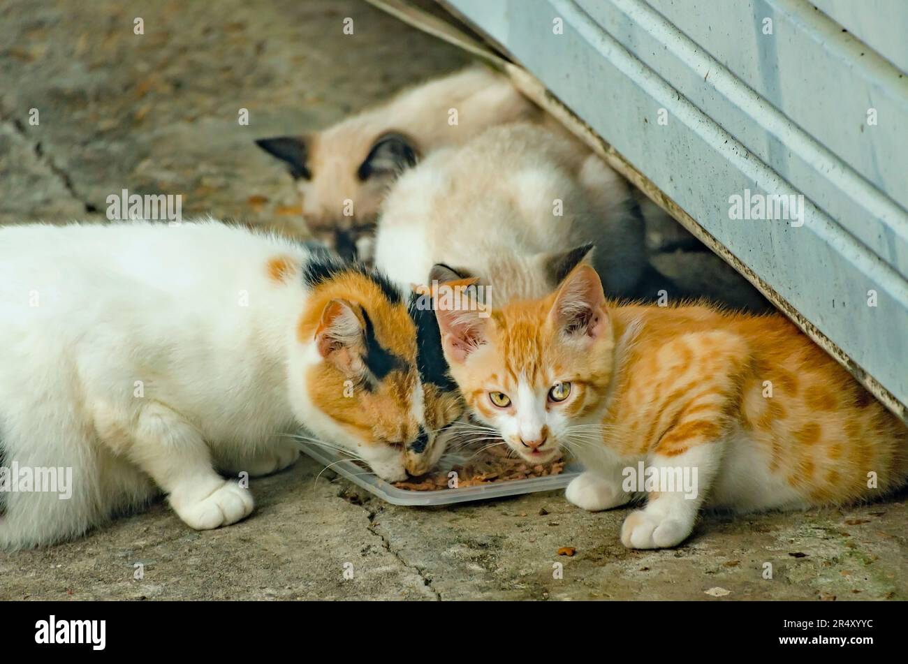 Suzie Q, un gatto feriale incinta, mangia con i suoi gattini da una cucciolata precedente, 22 maggio 2023, a Coden, Alabama. Foto Stock