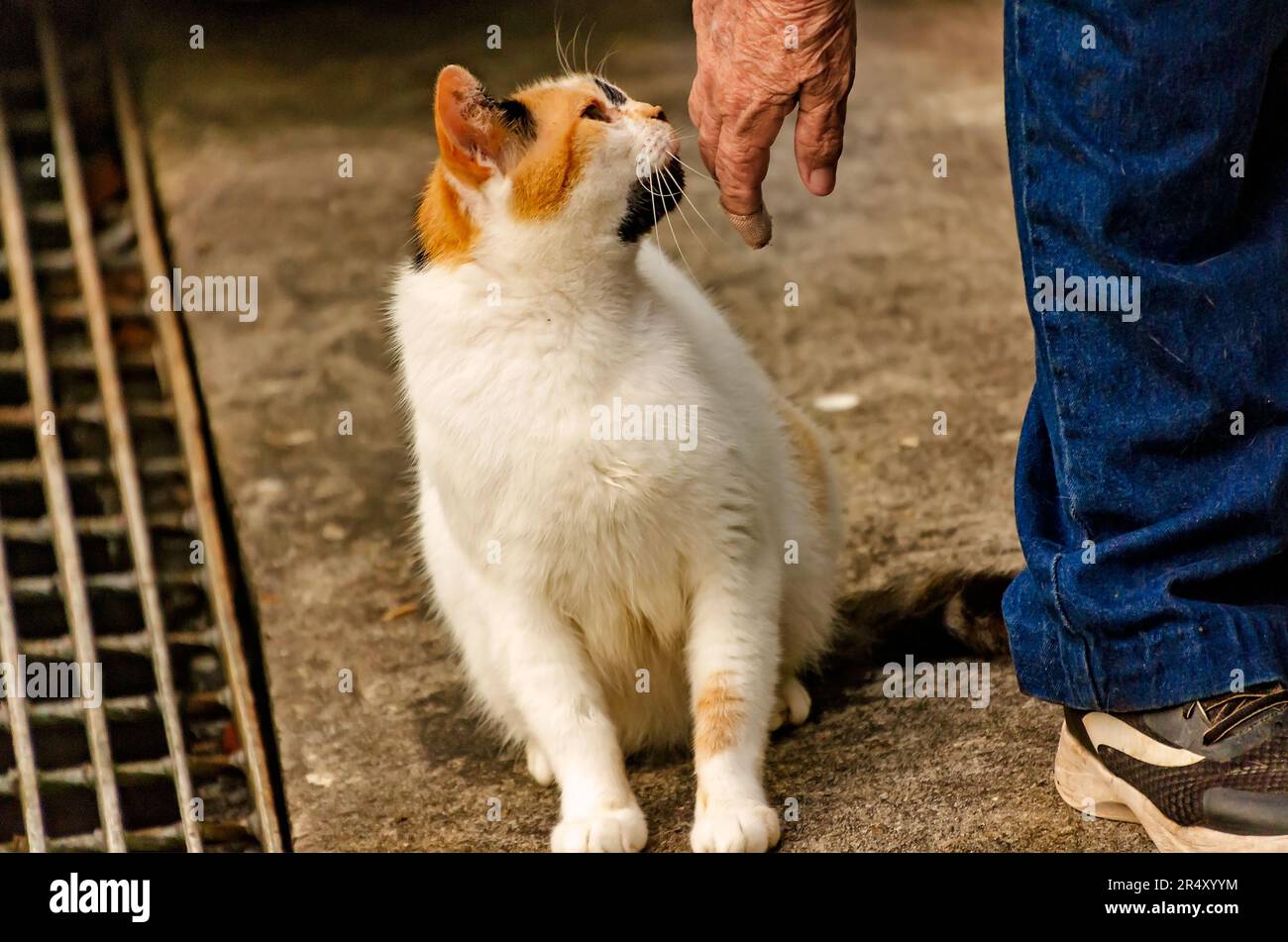 Un volontario di salvataggio animale permette ad un gatto feriale incinta di sentire l'odore della sua mano nel tentativo di guadagnare fiducia, 22 maggio 2023, a Coden, Alabama. Foto Stock