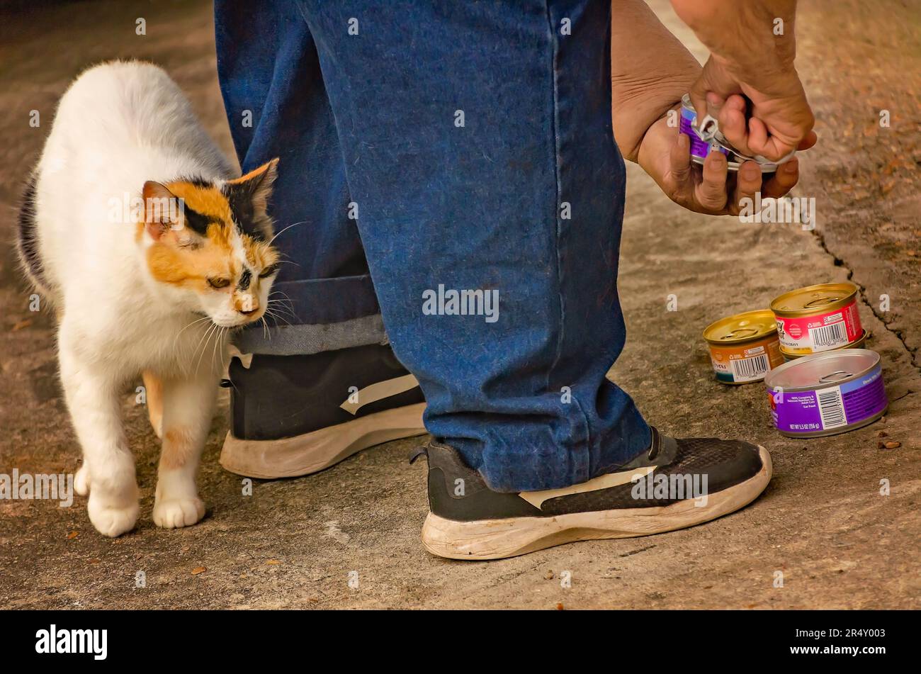 Un volontario di salvataggio degli animali apre il cibo per un gatto feriale incinta e i suoi cuccioli di una cucciolata precedente, il 22 maggio 2023, a Coden, Alabama. Foto Stock