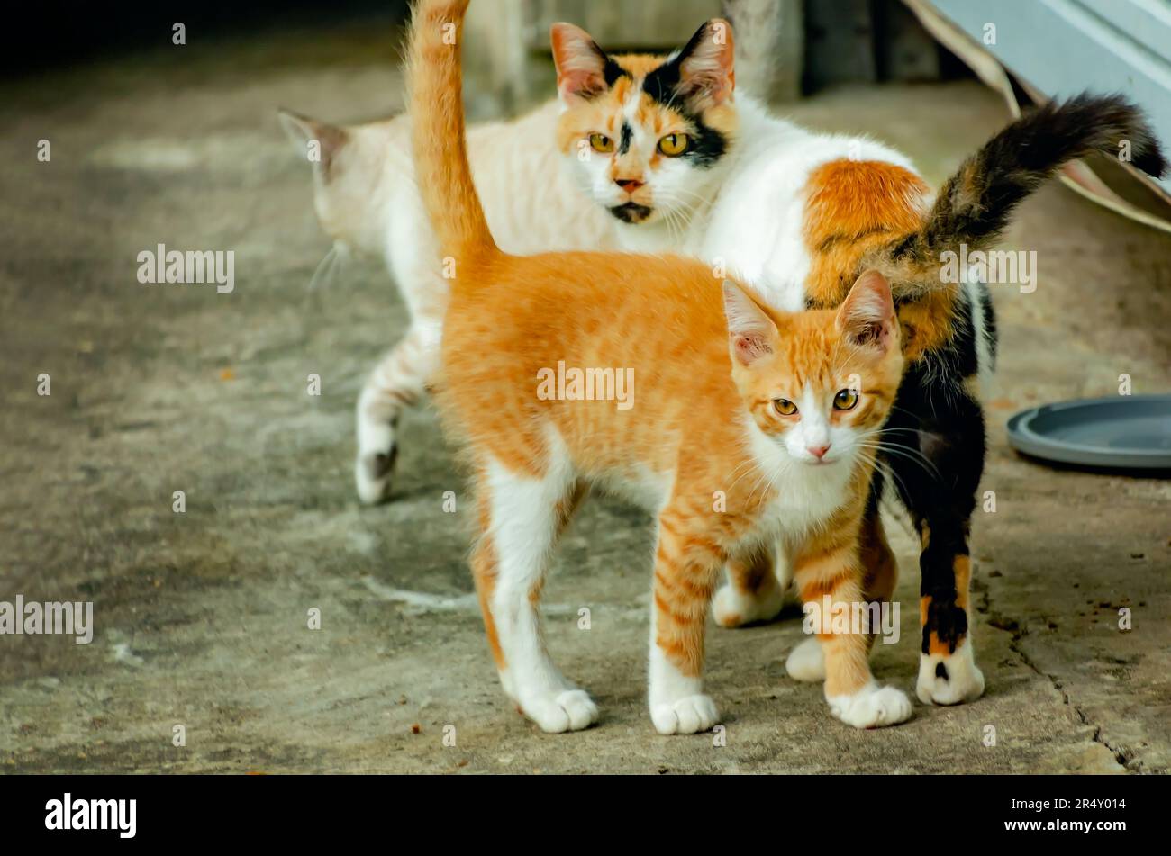 Suzie Q, un gatto feriale incinta, interagisce con un gattino di una cucciolata precedente, 22 maggio 2023, a Coden, Alabama. Foto Stock