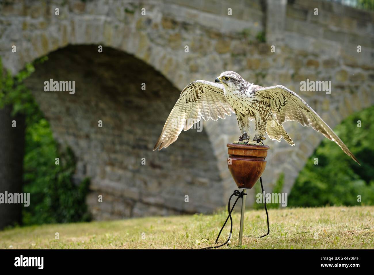Addestrato addomesticato grande cattività saker falco (falco cherrug) cacciatore uccello mostrato in città festeggiamenti presso il castello. Uccello veloce e potente per la caccia alla falconeria Foto Stock