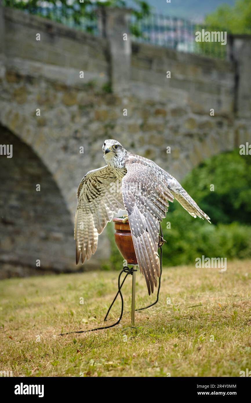 Addestrato addomesticato grande cattività saker falco (falco cherrug) cacciatore uccello mostrato in città festeggiamenti presso il castello. Uccello veloce e potente per la caccia alla falconeria Foto Stock