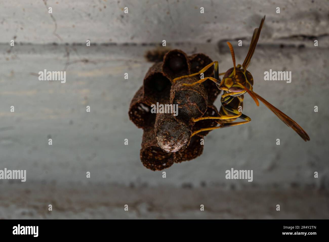 Piccolo wasp estrema primo piano. Foto Stock